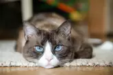 Sunny Skies Pet Tincture - Image 9